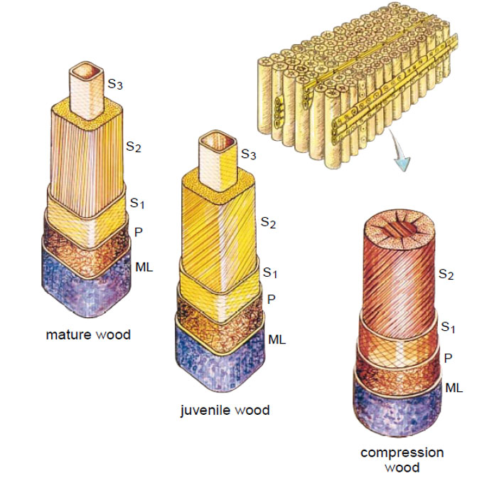 comparison